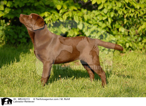 Labrador Retriever / MR-04213