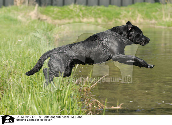 jumping Labrador Retriever / MR-04217