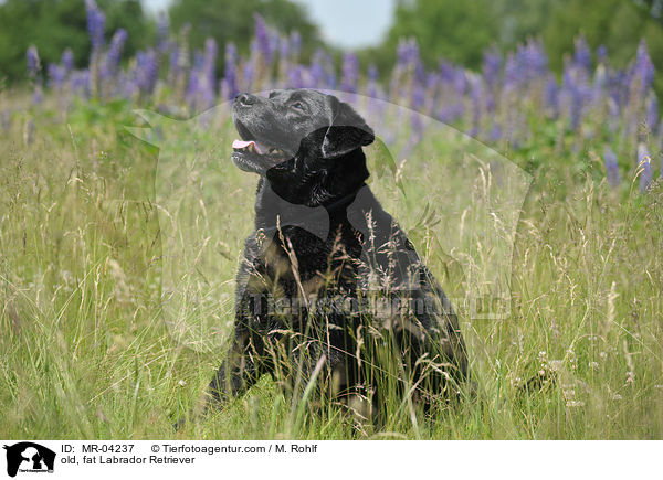 alter, dicker Labrador Retriever / old, fat Labrador Retriever / MR-04237