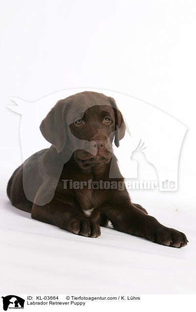 Labrador Retriever Puppy / KL-03664