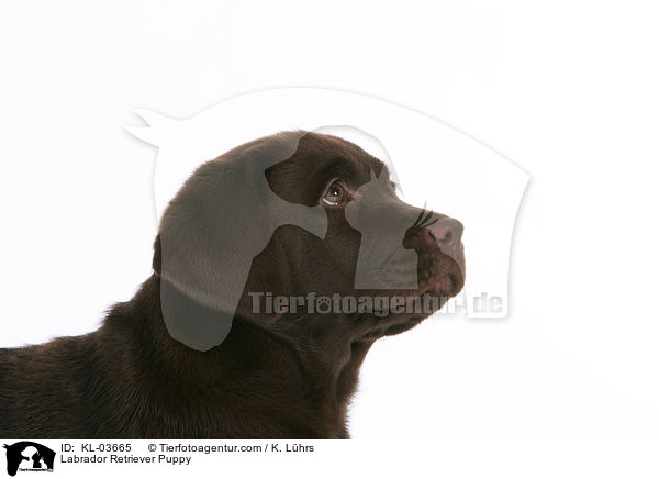 Labrador Retriever Puppy / KL-03665