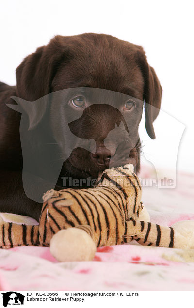 Labrador Retriever Puppy / KL-03666