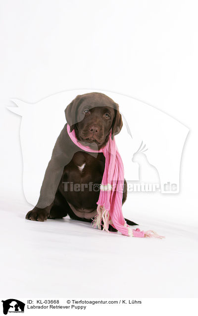 Labrador Retriever Welpe / Labrador Retriever Puppy / KL-03668