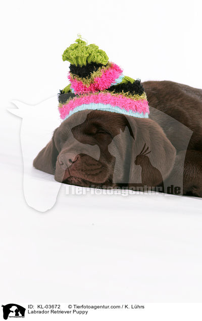 Labrador Retriever Welpe / Labrador Retriever Puppy / KL-03672