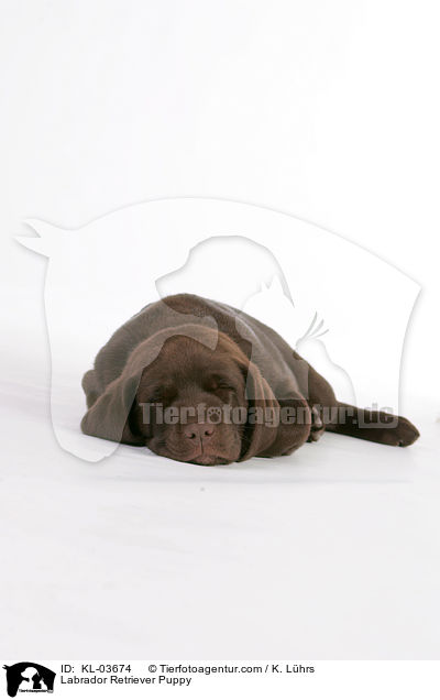 Labrador Retriever Puppy / KL-03674