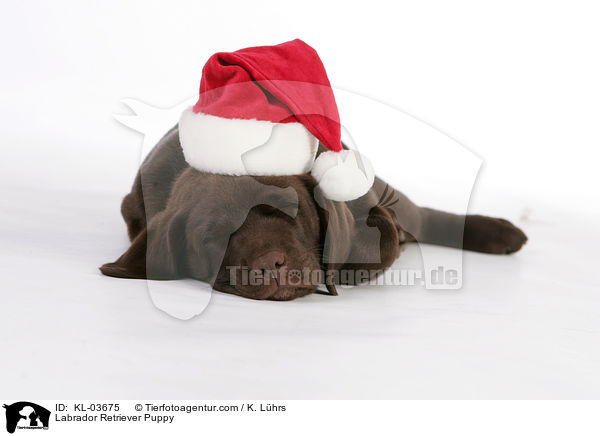 Labrador Retriever Puppy / KL-03675