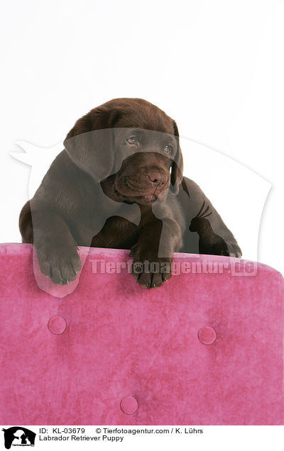Labrador Retriever Puppy / KL-03679