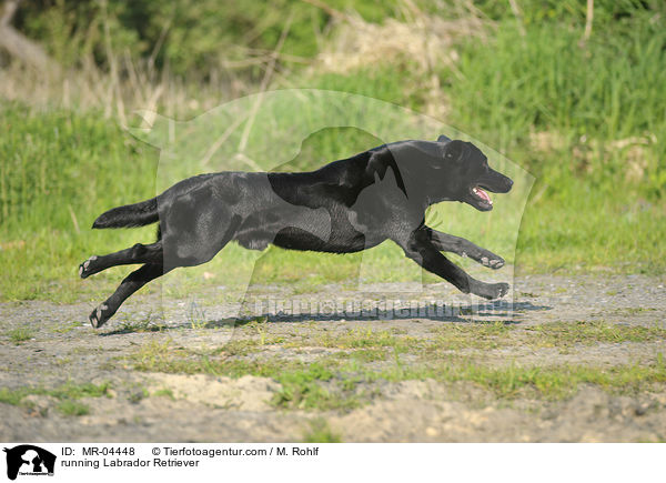 running Labrador Retriever / MR-04448