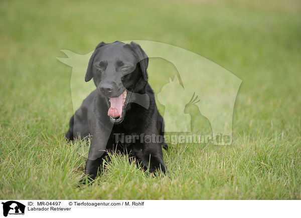 Labrador Retriever / Labrador Retriever / MR-04497