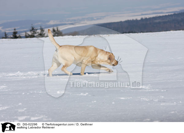 walking Labrador Retriever / DG-02296