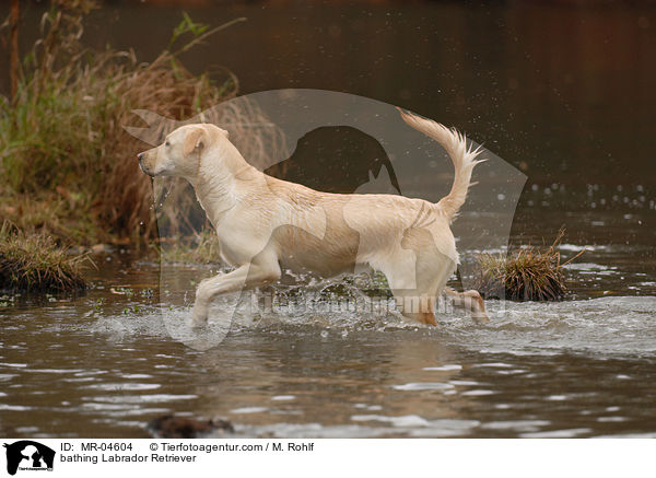 bathing Labrador Retriever / MR-04604