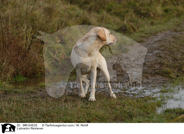 Labrador Retriever / Labrador Retriever / MR-04635