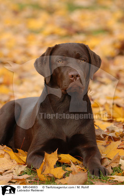 Labrador Retriever / MR-04663