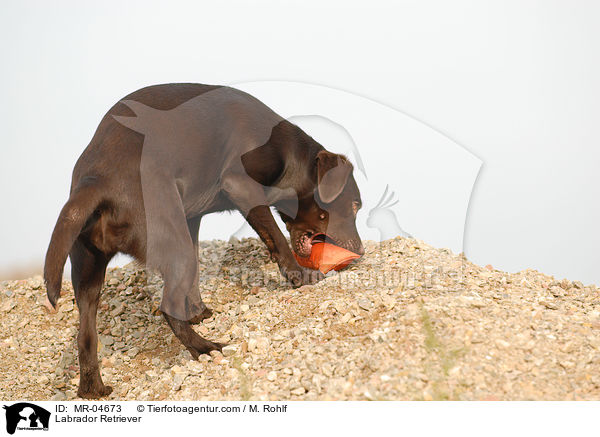 Labrador Retriever / MR-04673