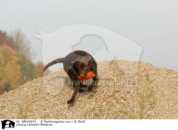 playing Labrador Retriever / MR-04674