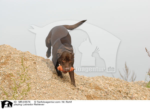 playing Labrador Retriever / MR-04676