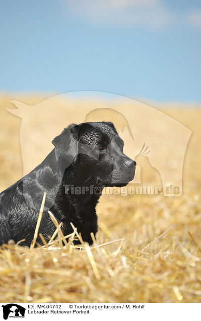 Labrador Retriever Portrait / Labrador Retriever Portrait / MR-04742