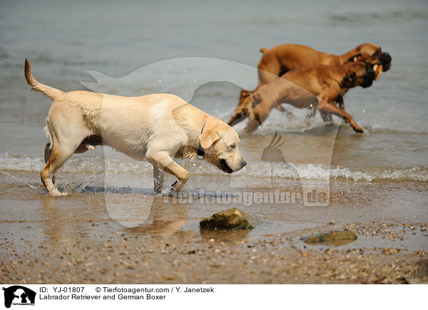 Labrador Retriever and German Boxer / YJ-01807