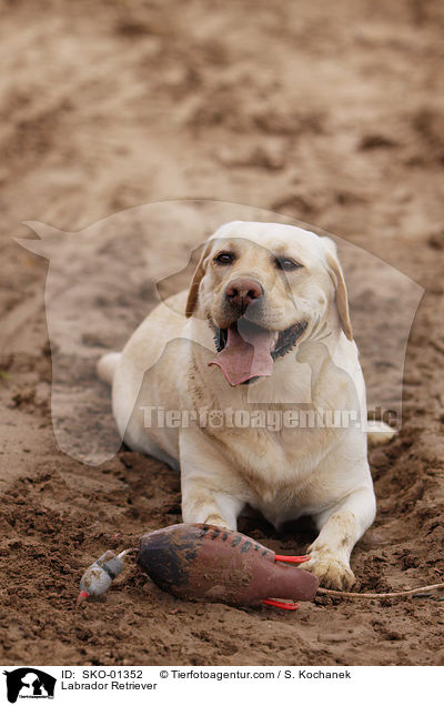 Labrador Retriever / SKO-01352