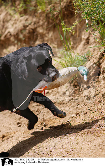 retrieving Labrador Retriever / SKO-01365
