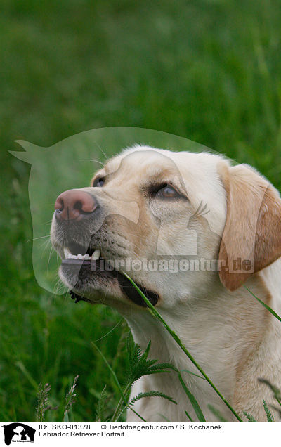 Labrador Retriever Portrait / Labrador Retriever Portrait / SKO-01378