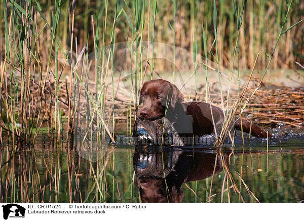 Labrador Retriever retrieves duck / CR-01524