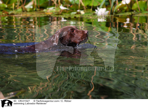 swimming Labrador Retriever / CR-01527