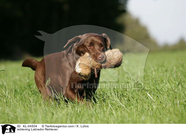 apportierender Labrador Retriever / retrieving Labrador Retriever / KL-04504