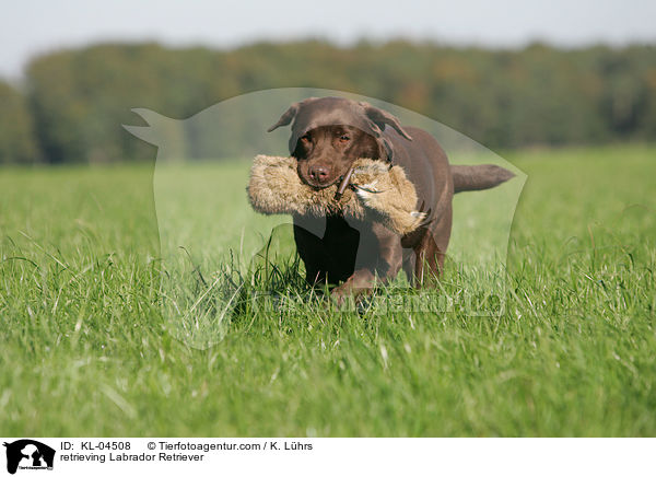 retrieving Labrador Retriever / KL-04508