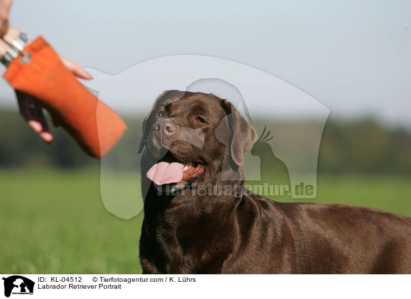 Labrador Retriever Portrait / KL-04512