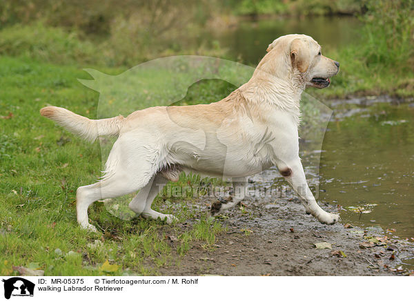 walking Labrador Retriever / MR-05375