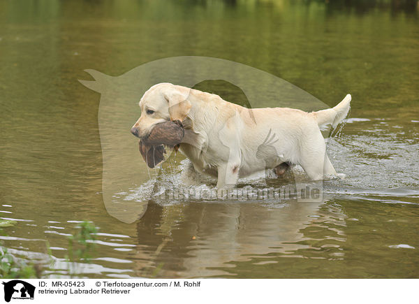 retrieving Labrador Retriever / MR-05423