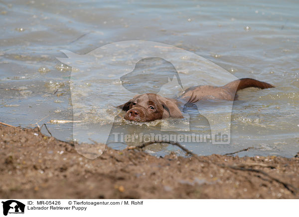 Labrador Retriever Puppy / MR-05426