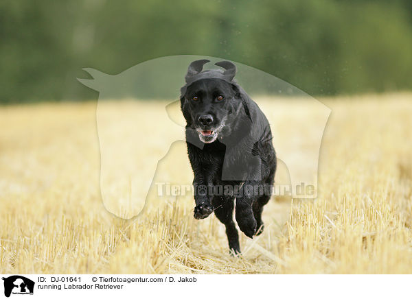 running Labrador Retriever / DJ-01641