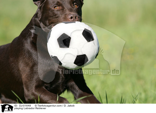 spielender Labrador Retriever / playing Labrador Retriever / DJ-01648