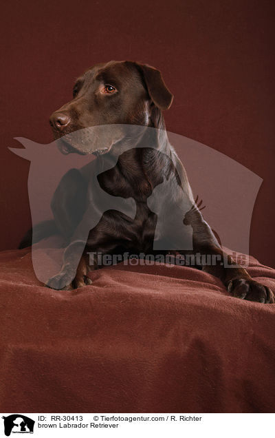 brown Labrador Retriever / RR-30413
