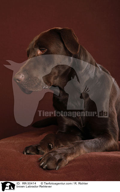 brown Labrador Retriever / RR-30414