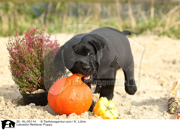 Labrador Retriever Welpe / Labrador Retriever Puppy / KL-05114