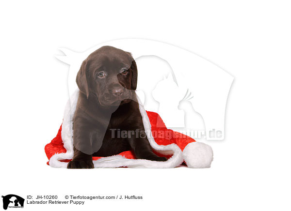 Labrador Retriever Welpe / Labrador Retriever Puppy / JH-10260