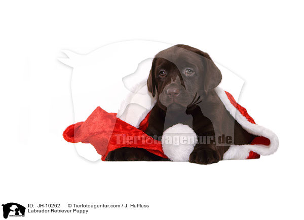 Labrador Retriever Puppy / JH-10262