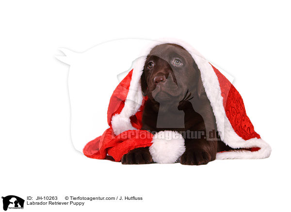 Labrador Retriever Puppy / JH-10263