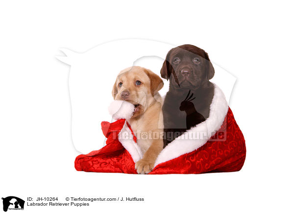 Labrador Retriever Welpen / Labrador Retriever Puppies / JH-10264