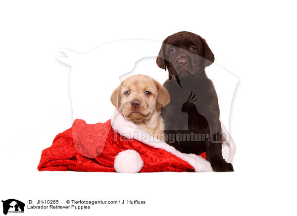Labrador Retriever Puppies / JH-10265