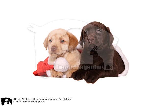 Labrador Retriever Welpen / Labrador Retriever Puppies / JH-10266