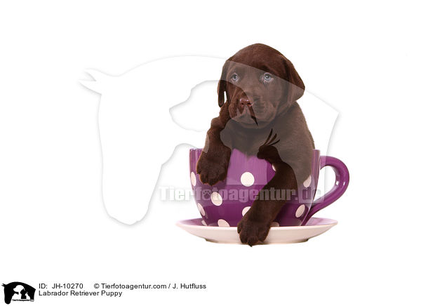 Labrador Retriever Puppy / JH-10270