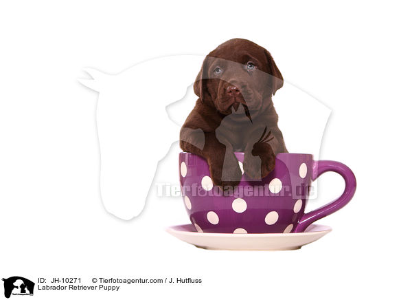 Labrador Retriever Puppy / JH-10271