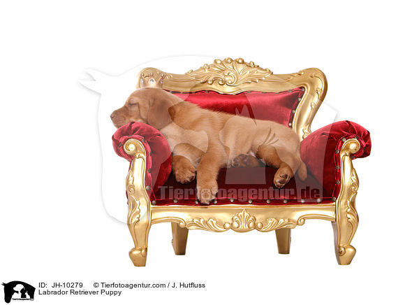 Labrador Retriever Welpe / Labrador Retriever Puppy / JH-10279