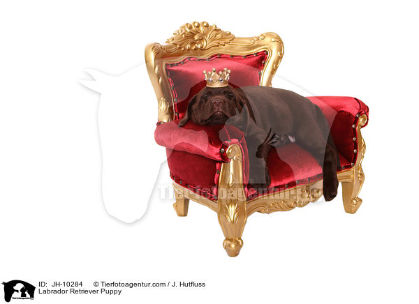 Labrador Retriever Puppy / JH-10284