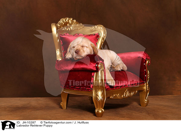 Labrador Retriever Welpe / Labrador Retriever Puppy / JH-10287
