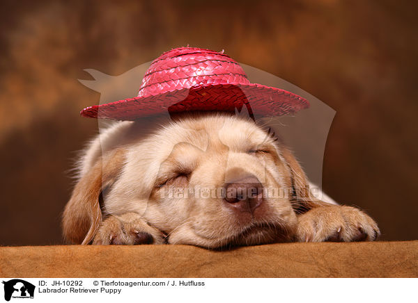 Labrador Retriever Welpe / Labrador Retriever Puppy / JH-10292